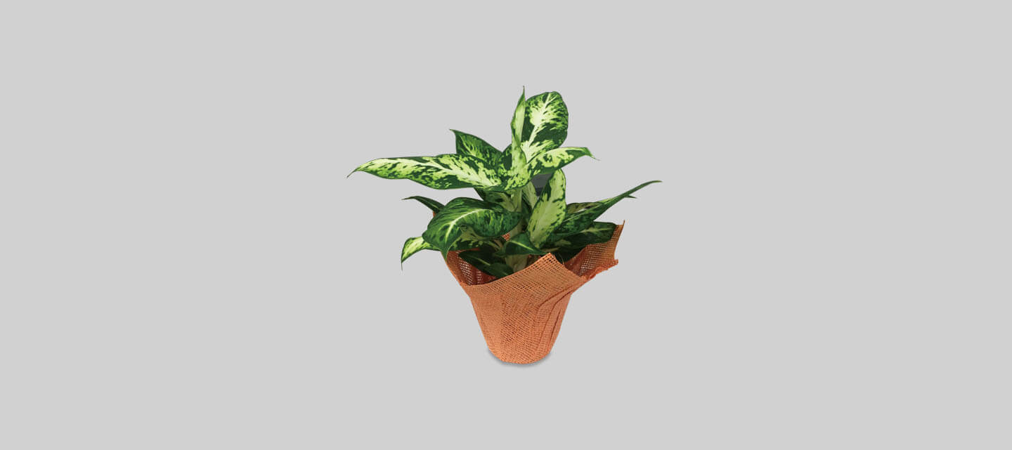 Botanical pot Series